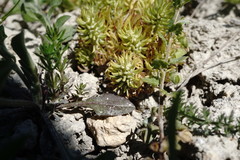 Ceratocephala falcata