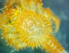 Acantholithodes hispidus