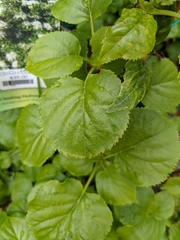 Hydrangea anomala