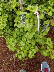 Hydrangea anomala
