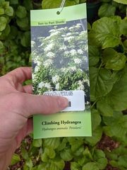 Hydrangea anomala