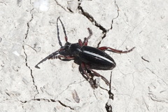 Dorcadion cinerarium