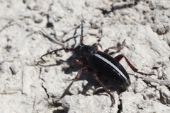 Dorcadion cinerarium