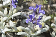 Salvia canescens
