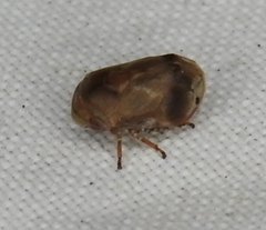 Clastoptera querci