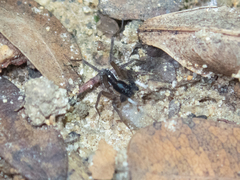 Zoicinae