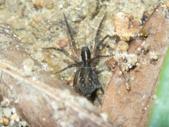Zoicinae