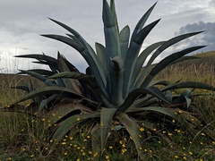 Agave cordillerensis