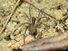Zoicinae