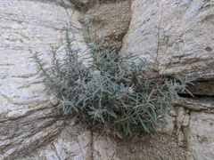 Johnstonella racemosa