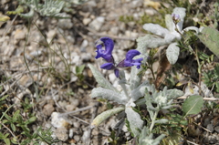 Salvia canescens