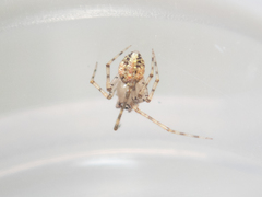 Platnickina maculata