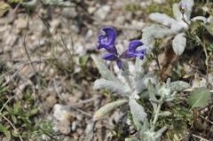 Salvia canescens