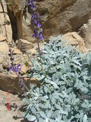 Salvia canescens