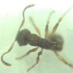 Myrmica sabuleti