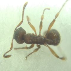 Myrmica sabuleti