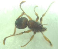 Myrmica sabuleti