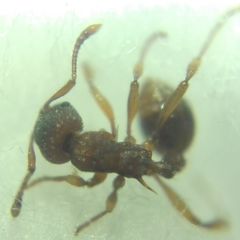 Myrmica sabuleti