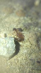 Myrmica sabuleti