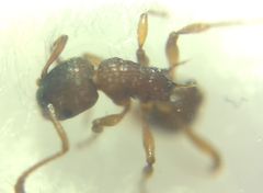 Myrmica sabuleti