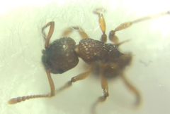 Myrmica sabuleti