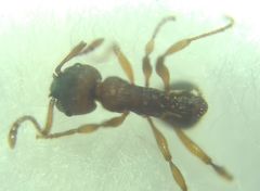 Myrmica sabuleti