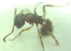 Myrmica sabuleti