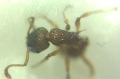 Myrmica sabuleti