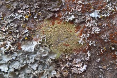 Lecidella flavosorediata