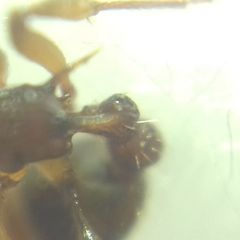 Myrmica sabuleti