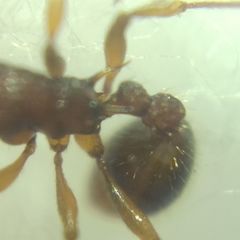 Myrmica sabuleti