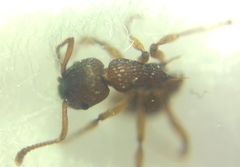 Myrmica sabuleti