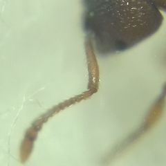 Myrmica sabuleti