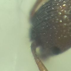 Myrmica sabuleti