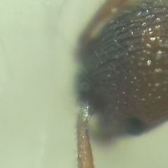 Myrmica sabuleti