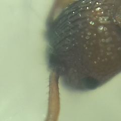 Myrmica sabuleti