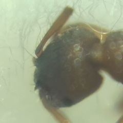Myrmica sabuleti