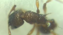 Myrmica sabuleti