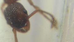 Myrmica sabuleti