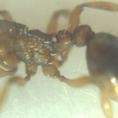 Myrmica sabuleti