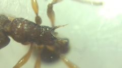 Myrmica sabuleti
