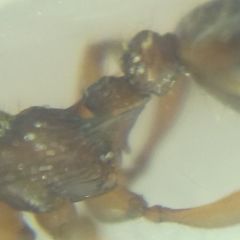 Myrmica sabuleti