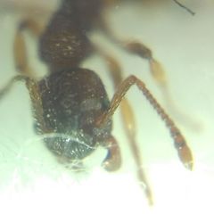 Myrmica sabuleti