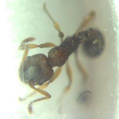 Myrmica sabuleti