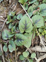 Lysimachia tashiroi