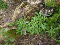 Salvia canescens