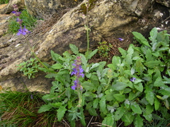 Salvia canescens