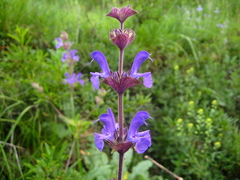 Salvia canescens