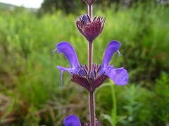 Salvia canescens