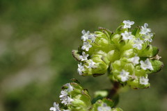 Valerianella turgida